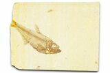 Bargain, Fossil Fish (Diplomystus) - Wyoming #379425-1